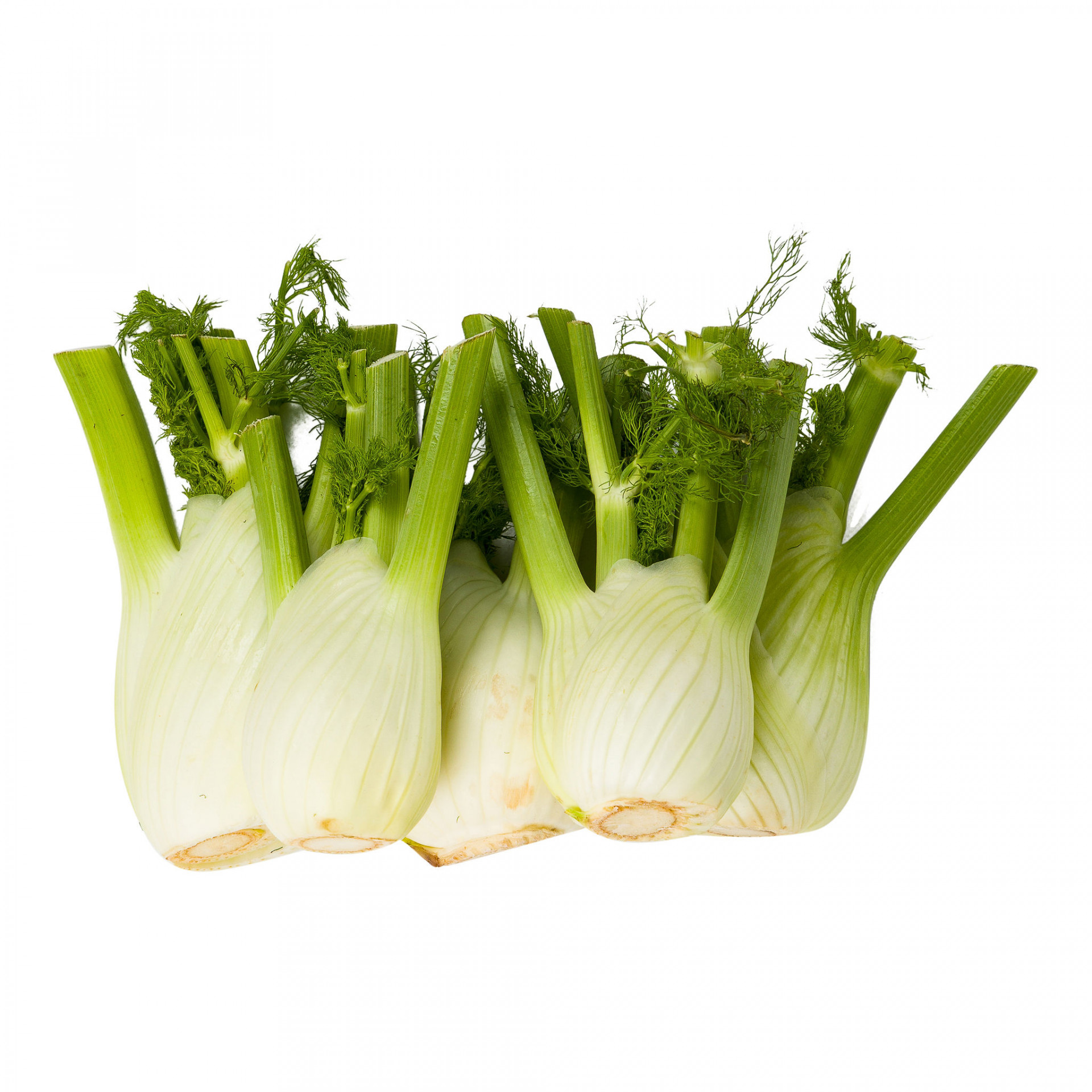 Fennel per kilo Albion Fine Foods Ltd.
