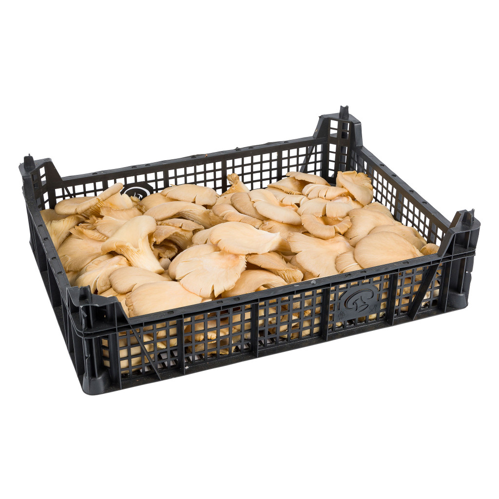 Oyster King (Eryngii) Mushroom kilo Albion Fine Foods