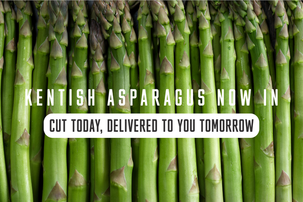 Asparagus Kentish Banner